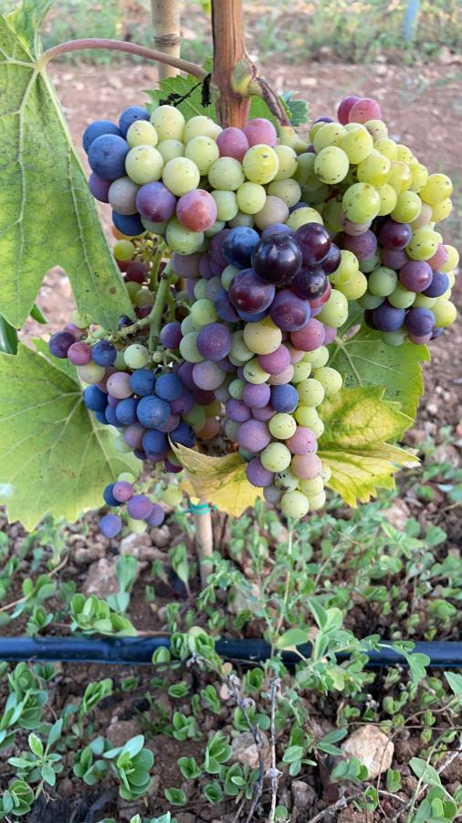 أوترانتو Agriturismo Terra Rossa المظهر الخارجي الصورة
