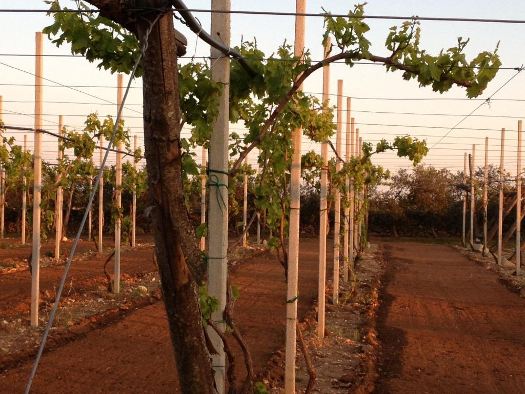 أوترانتو Agriturismo Terra Rossa المظهر الخارجي الصورة