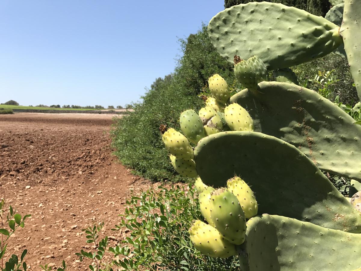 أوترانتو Agriturismo Terra Rossa المظهر الخارجي الصورة